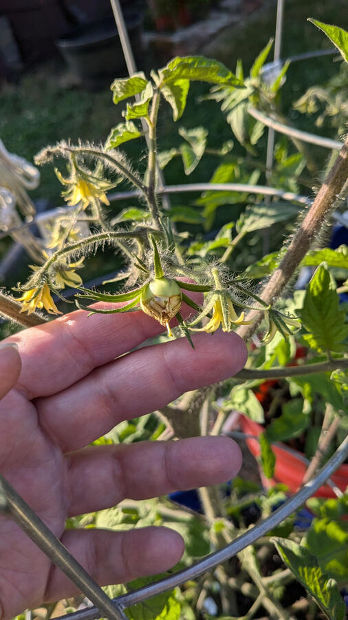 Some of the Black Beauty tomatoes are already starting to develop!