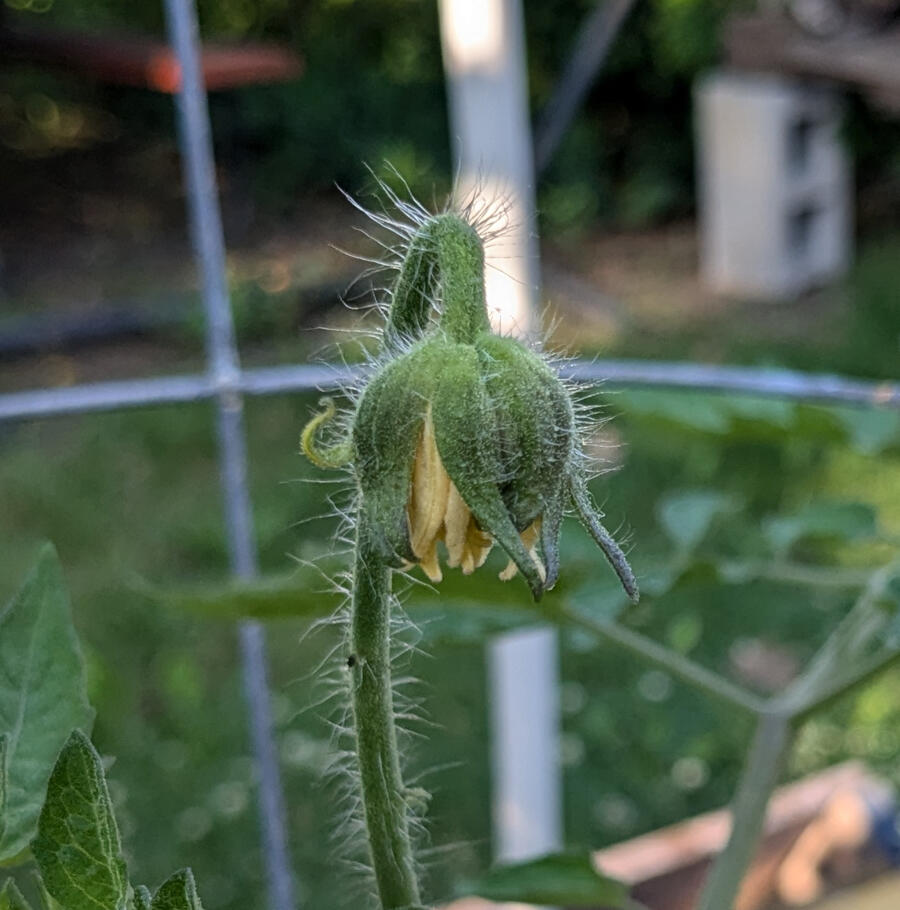 This is one of the massive flowers on the True Black Brandywine tomato plants that I grew from seed this year. If it was pollinated it will result in a giant tomato!